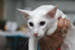 Balinais blanc yeux bleus femelle, Fanette du Phare Breton