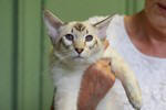 Balinaischocolat tabby point femelle, Maahanjo's Farah Diba.
