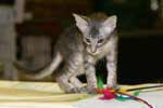 [Mandarin brown mackerel tabby femelle, Emma de la Tanire des Petits Lynx]