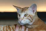 [Mandarin red blotched tabby mle, Firefly vom Honigtopfchen]