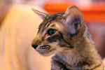 Mandarin brown mackerel tabby mle, Gus de la Tanire des Petits Lynx.