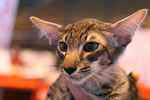 Mandarin brown mackerel tabby mle, Gus de la Tanire des Petits Lynx.