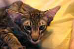 Mandarin brown mackerel tabby mle, Gus de la Tanire des Petits Lynx.