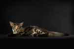 Mandarin black silver spotted tabby, Lucky de la Baie d'Halong.