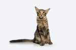 Mandarin black silver spotted tabby, Lucky de la Baie d'Halong.