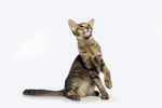 Mandarin black silver spotted tabby, Lucky de la Baie d'Halong.