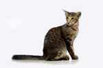 Mandarin black silver spotted tabby, Lucky de la Baie d'Halong.