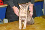 [Pippastro Scarlett-Princess, Mandarin chocolat spotted tabby, femelle adulte]