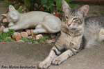 [Mandarin brown spotted tabby mle, Tarabass vom Honigttopchen]