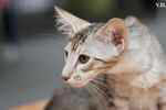 Mandarin chocolat silver tortie tabby, Ida Rose de la Baie d'Halong.