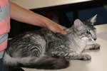 [Mandarin black silver mackerel tabby, Beau Gosse de la Draiecour]