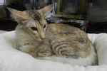 Mandarin chocolat silver tortie tabby, Ida Rose de la Baie d'Halong.