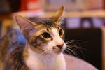 Oriental brown spotted tabby et blanc, Fan Fan de la Tanire des Petits Lynx