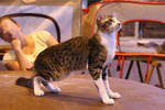 Oriental brown spotted tabby et blanc, Fan Fan de la Tanire des Petits Lynx