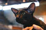 Oriental noir mle, Joysa Cats Black Jack