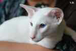 Oriental blanc yeux impairs, Jules de Chatty Cat.