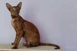 Orientale cinnamon tortie, Felinaddict Just for Mymy.