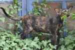 Orientale black tortie, In Extremiss Josephine.