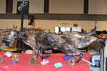 Orientale black tortie, Lulu Berlu des Clos Lucile.