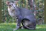 Oriental brown ticked tabby, Afeona Hulio.