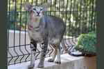 Oriental brown ticked tabby, Afeona Hulio.