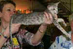 [Oriental bleu spotted tabby, Aimy du Chemin des Landes]