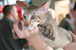 [Oriental chocolat spotted tabby mle, Cachemire du Quai des Cygnes]