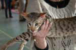 [Oriental chocolat spotted tabby mle, Cachemire du Quai des Cygnes]