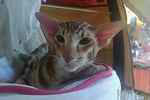 Oriental chocolat blotched tabby, Cat Global Usu San.