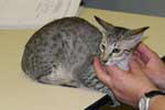 [Oriental brown spotted tabby mle, Choukis du Gu aux Biches]