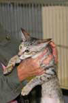 [Oriental brown spotted tabby mle, Choukis du Gu aux Biches]