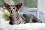 [Oriental black ticked tabby mle, Dao Og Island Snaegerdi]