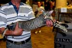 [Oriental brown spotted tabby mle, Dlirium de la Tanire des Petits Lynx]