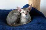 [Oriental chocolat spotted tabby femelle, Dorrie de la Tanire des Petits Lynx]