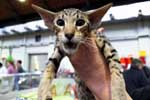 [Oriental brown spotted tabby femelle, Dune des Sables d'Opale]