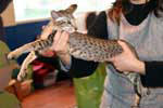 [Oriental brown spotte tabby mle, Edo Og Island Snaegerdi]