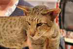 Oriental brown spotted tabby mle, Edo Og Island Snaegerdi