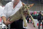 Oriental chocolat ticked tabby femelle, Elyse de Techoueyres