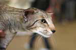 Everglade des Clos Lucile, Oriental brown spotted tabby mle