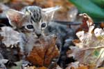 [Oriental brown blotched tabby mle, Extaz de Petite Leopoldine]