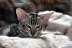 [Oriental brown blotched tabby mle, Extaz de Petite Leopoldine]