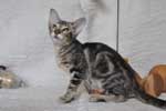 [Oriental brown blotched tabby mle, Extaz de Petite Leopoldine]