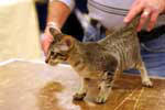 Oriental brown mackerel tabby mle, Fantasio de la Tanire des Petits Lynx