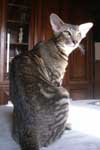 Oriental brown blotched tabby femelle, Fatale de la Lgende d'Ali