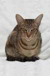 [Oriental brown blotched tabby femelle, Fayzah-Faradscha von Malakai Shiba]