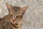 [Oriental brown blotched tabby femelle, Fayzah-Faradscha von Malakai Shiba]