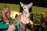 [Fuzei Og Island Snagerdi, Oriental brown spotted tabby, mle 3-6 mois]