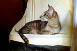 Orientale chocolat mackerel tabby, Hotamara du Quai des Cygnes.