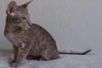 [Oriental lilas spotted tabby mle, Jarl van Scarlettini]