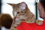 [Oriental cinnamon spotted tabby femelle, Kariana Cassiope]